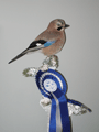 2010-glandarius